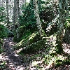 Moss along the trail