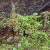 Moss with leaves