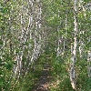Great Meadow birch trees