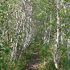 Great Meadow birch trees