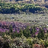 Great Meadow in Spring