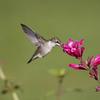 Hummingbird