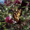 Monarch with red flower