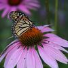 Monarch on coneflower