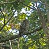 Barred owl