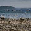 Seagulls with boats