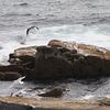 Seagulls on the shore