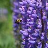 Bee on Lupine