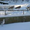 Seagulls in the snow