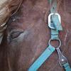 Horse with green halter