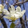 Dogwood flower