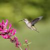 Humming bird with flower 1