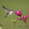 Hummingbird with flower 2