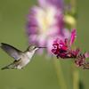 Hummingbird with flower 3