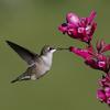 Hiummingbird with flower 4