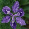 Purple iris in the rain