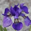 Purple iris