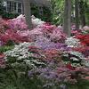 Azaleas on Mill Creek