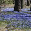 Bluebells