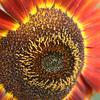 Orange sunflower
