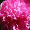 peony