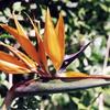 Bird of Paradise