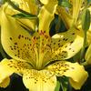 Yellow day lily