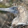 Bluefooted Boobie