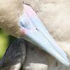 Bluefooted Boobie