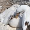 Mother and baby Boobie