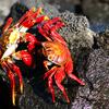 Sally Lightfoot crabs