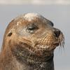 Sea Lion