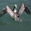 Pelican wings