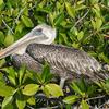 Brown Pelican