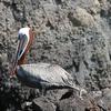 Male Brown Pelican