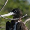 Frigate bird