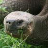 Giant Tortoise eating grass