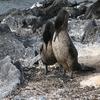 Cormorant couple