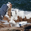 Ice and Snow on the Rocks