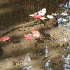 Leaves on the water